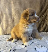 Rover, a male Nova Scotia Duck Tolling Retriever for sale in Royalston, MA – Photo 6 of 8