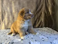 Rover, a male Nova Scotia Duck Tolling Retriever for sale in Royalston, MA – Photo 8 of 8