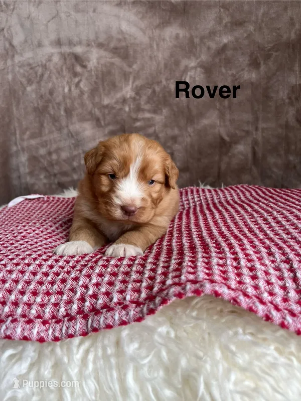 Rover