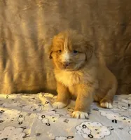 Rover, a male Nova Scotia Duck Tolling Retriever for sale in Royalston, MA – Photo 4 of 8