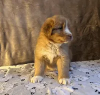 Rover, a male Nova Scotia Duck Tolling Retriever for sale in Royalston, MA – Photo 7 of 8