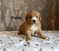 Frodo, a male Nova Scotia Duck Tolling Retriever for sale in Royalston, MA – Photo 6 of 8