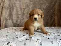 Frodo, a male Nova Scotia Duck Tolling Retriever for sale in Royalston, MA – Photo 8 of 8