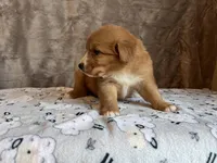 Frodo, a male Nova Scotia Duck Tolling Retriever for sale in Royalston, MA – Photo 7 of 8