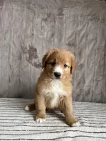 Frodo, a male Nova Scotia Duck Tolling Retriever for sale in Royalston, MA – Photo 2 of 8