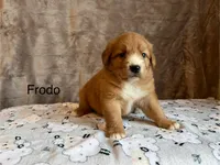 Frodo, a male Nova Scotia Duck Tolling Retriever for sale in Royalston, MA – Photo 5 of 8
