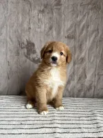 Frodo, a male Nova Scotia Duck Tolling Retriever for sale in Royalston, MA – Photo 4 of 8