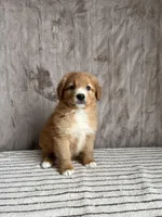 Frodo, a male Nova Scotia Duck Tolling Retriever for sale in Royalston, MA – Photo 3 of 8