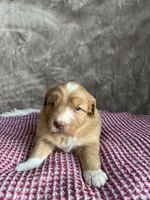 Pearl, a female Nova Scotia Duck Tolling Retriever for sale in Royalston, MA – Photo 4 of 8
