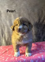 Pearl, a female Nova Scotia Duck Tolling Retriever for sale in Royalston, MA – Photo 7 of 8