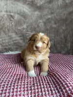 Pearl, a female Nova Scotia Duck Tolling Retriever for sale in Royalston, MA – Photo 1 of 8