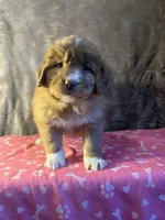 Pearl, a female Nova Scotia Duck Tolling Retriever for sale in Royalston, MA – Photo 8 of 8