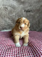 Pearl, a female Nova Scotia Duck Tolling Retriever for sale in Royalston, MA – Photo 3 of 8