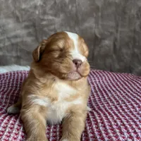 Holly, a female Nova Scotia Duck Tolling Retriever for sale in Royalston, MA – Photo 3 of 9