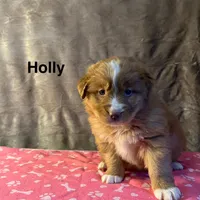 Holly, a female Nova Scotia Duck Tolling Retriever for sale in Royalston, MA – Photo 6 of 9
