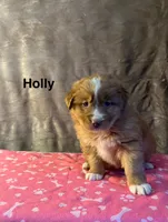 Holly, a female Nova Scotia Duck Tolling Retriever for sale in Royalston, MA – Photo 6 of 9