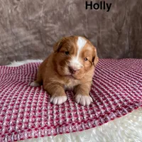 Holly, a female Nova Scotia Duck Tolling Retriever for sale in Royalston, MA – Photo 1 of 9