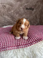 Holly, a female Nova Scotia Duck Tolling Retriever for sale in Royalston, MA – Photo 1 of 9