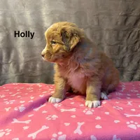 Holly, a female Nova Scotia Duck Tolling Retriever for sale in Royalston, MA – Photo 8 of 9