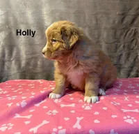 Holly, a female Nova Scotia Duck Tolling Retriever for sale in Royalston, MA – Photo 8 of 9