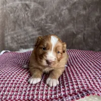 Holly, a female Nova Scotia Duck Tolling Retriever for sale in Royalston, MA – Photo 2 of 9