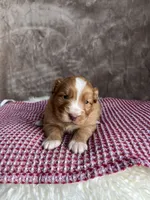 Holly, a female Nova Scotia Duck Tolling Retriever for sale in Royalston, MA – Photo 2 of 9