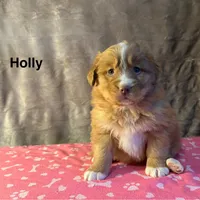 Holly, a female Nova Scotia Duck Tolling Retriever for sale in Royalston, MA – Photo 5 of 9