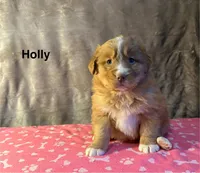 Holly, a female Nova Scotia Duck Tolling Retriever for sale in Royalston, MA – Photo 5 of 9