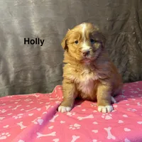 Holly, a female Nova Scotia Duck Tolling Retriever for sale in Royalston, MA – Photo 7 of 9