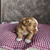 Holly, a female Nova Scotia Duck Tolling Retriever for sale in Royalston, MA – Photo 4 of 9