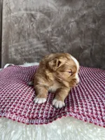 Holly, a female Nova Scotia Duck Tolling Retriever for sale in Royalston, MA – Photo 4 of 9