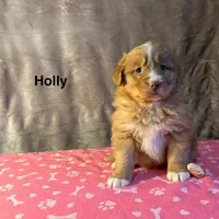 Holly, a female Nova Scotia Duck Tolling Retriever for sale in Royalston, MA – Photo 9 of 9
