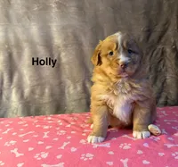 Holly, a female Nova Scotia Duck Tolling Retriever for sale in Royalston, MA – Photo 9 of 9