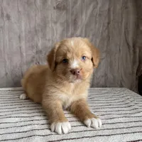 Sam, a male Nova Scotia Duck Tolling Retriever for sale in Royalston, MA – Photo 5 of 9