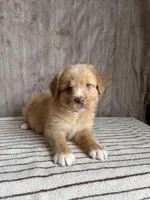 Sam, a male Nova Scotia Duck Tolling Retriever for sale in Royalston, MA – Photo 5 of 6