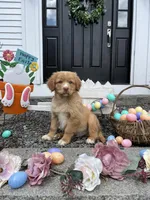 Sam, a male Nova Scotia Duck Tolling Retriever for sale in Royalston, MA – Photo 7 of 9