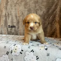 Sam, a male Nova Scotia Duck Tolling Retriever for sale in Royalston, MA – Photo 3 of 9