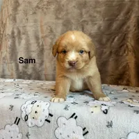Sam, a male Nova Scotia Duck Tolling Retriever for sale in Royalston, MA – Photo 3 of 6
