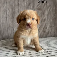 Sam, a male Nova Scotia Duck Tolling Retriever for sale in Royalston, MA – Photo 2 of 9