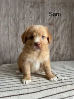 Sam, a male Nova Scotia Duck Tolling Retriever for sale in Royalston, MA – Photo 2 of 6