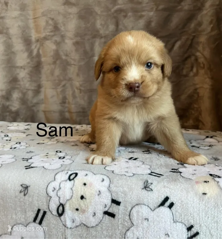 Sam, a male Nova Scotia Duck Tolling Retriever for sale in Royalston, MA – Photo 1 of 6