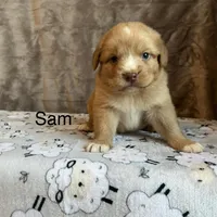 Sam, a male Nova Scotia Duck Tolling Retriever for sale in Royalston, MA – Photo 1 of 9