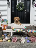 Sam, a male Nova Scotia Duck Tolling Retriever for sale in Royalston, MA – Photo 9 of 9