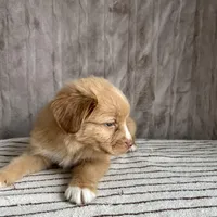 Sam, a male Nova Scotia Duck Tolling Retriever for sale in Royalston, MA – Photo 6 of 9