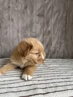 Sam, a male Nova Scotia Duck Tolling Retriever for sale in Royalston, MA – Photo 6 of 6