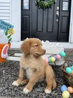 Sam, a male Nova Scotia Duck Tolling Retriever for sale in Royalston, MA – Photo 8 of 9