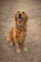Golden, a  Golden Retriever for sale in Rawlins, WY – 2 of 8