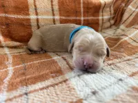 Light blue, a male Golden Retriever for sale in Rawlins, WY – 2 of 2
