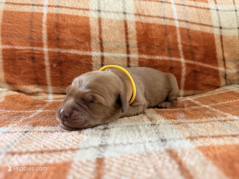 Yellow – Golden Retriever puppy for sale in Rawlins, WY
