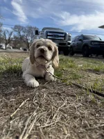 Poppi, a female Cocker Spaniel for sale in Rawlins, WY – 3 of 9